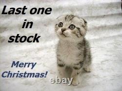 1950 D Mint U. S. Silver Coin & Currency Set Collection Brilliant Uncirculated 1950 D Mint U. S. Silver Coin & Currency Set Collection Brilliant Uncirculated