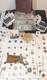 Massive Estate Collection Hoard 1400+ Coins 50+ Stamps Paper Money Proof Sets
